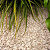 Yellow sun split 5-11 mm bulk